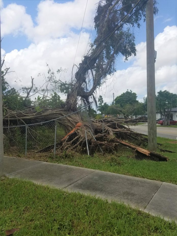 Destroyed tree after Hurricane Irma