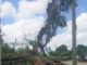 Destroyed tree after Hurricane Irma